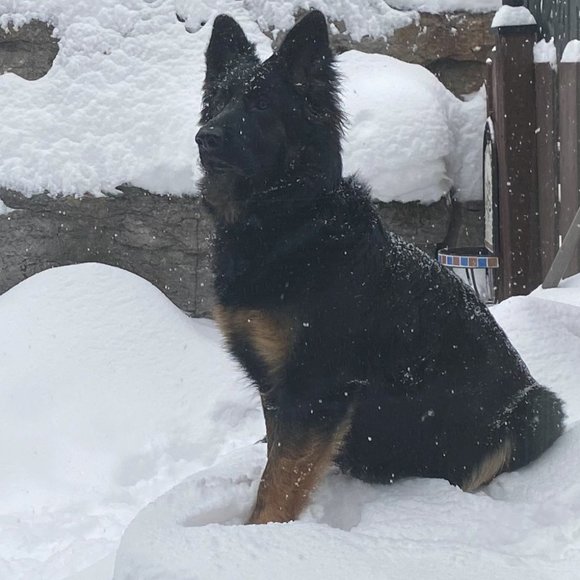 Meet your Posher, Mitchell - Picture 1 of 1